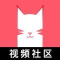 猫咪app 下载安装最新版